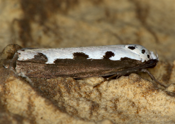 Elachistidae 2 - Ethmia bipunctella